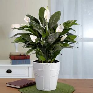 Peace lily, Spathiphyllum-plant