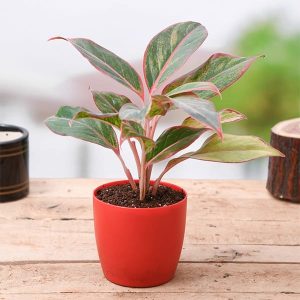 Aglaonema plant