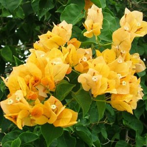Bougainvillea plant