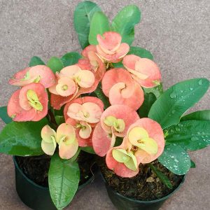 Euphorbia plant