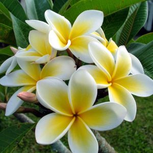 Plumeria, Champa - plant