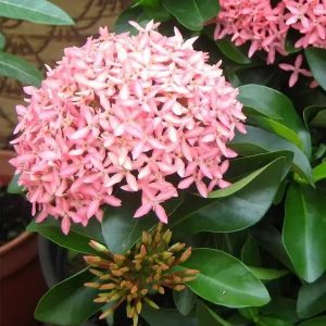 Ixora plant