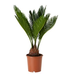 Palm small-plant