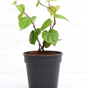 Piper Betel, Maghai Paan - Plant