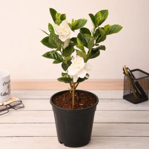Gardenia, Ananta - Plant