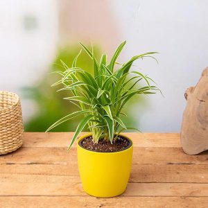 Clorophytum, Spider Plant