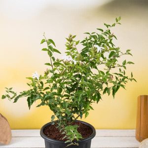 Kunda, Downy Jasmine - Plant