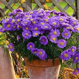 Aster plant