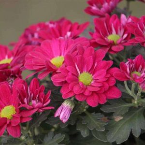 Shevanti, Chrysanthemum - plant