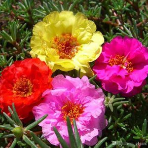 Portulaca plant