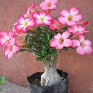 Bonsai live plant Rose Adenium for indoor outdoor garden